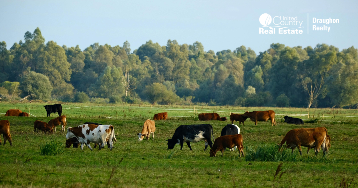 The Benefits of Investing in North Carolina Livestock Farms